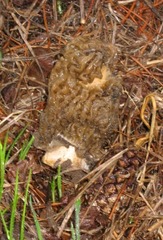 Verpa bohemica