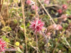 Trifolium stellatum