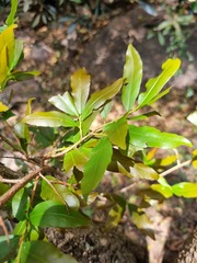Ochna natalitia