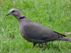 Streptopelia semitorquata