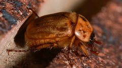 Cyclocephala signaticollis