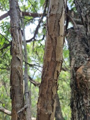 Heteromorpha arborescens