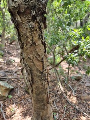 Heteromorpha arborescens