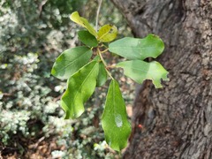 Ficus burkei