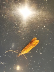 Dichomeris acuminatus