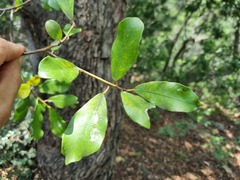 Ficus burkei