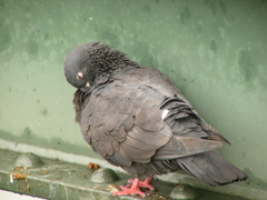 Columba livia domestica