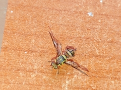 Bactrocera dorsalis