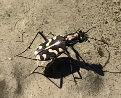 Cicindela haemorrhagica