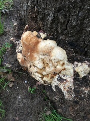 Fungi