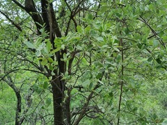 Brachylaena rotundata