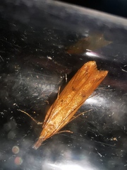 Dichomeris acuminatus