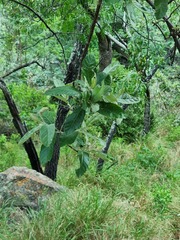 Brachylaena rotundata