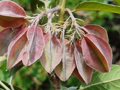 Combretum moggii