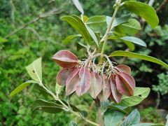 Combretum moggii