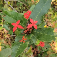 Ixora coccinea