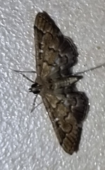 Nacoleia rhoeoalis