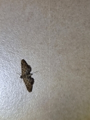 Nacoleia rhoeoalis