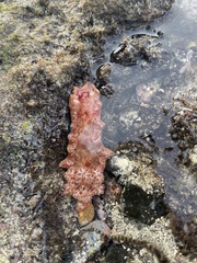 Hexabranchus sanguineus