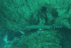 Aulostomus strigosus