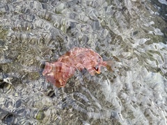 Hexabranchus sanguineus