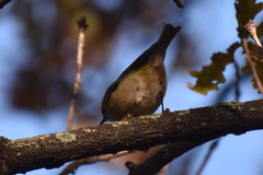 Regulus regulus
