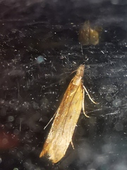 Dichomeris acuminatus