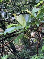 Ficus benguetensis