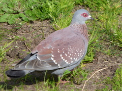 Columba guinea