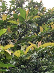Ficus benguetensis