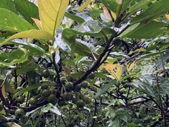 Ficus benguetensis
