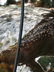 Varanus scalaris