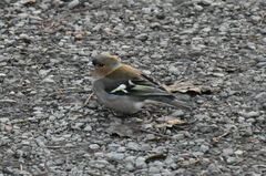 Fringilla coelebs