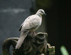Streptopelia chinensis
