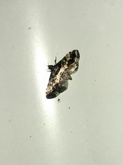 Nacoleia