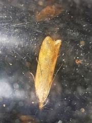 Dichomeris acuminatus