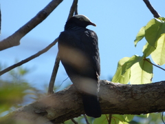 Patagioenas leucocephala