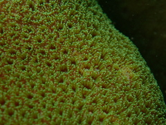 Scleractinia