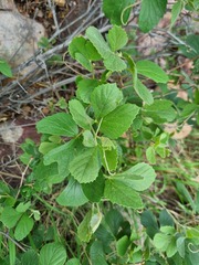 Rhoicissus tridentata