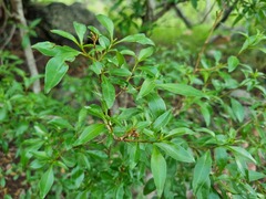 Heteropyxis natalensis