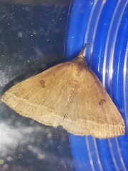 Pechipogo plumigeralis