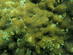 Scleractinia