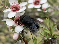 Calliphora quadrimaculata