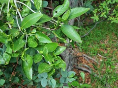 Canthium suberosum