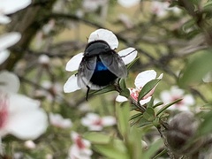 Calliphora quadrimaculata