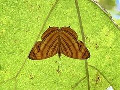 Chersonesia rahria