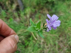 Ruellia cordata