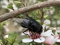 Calliphora quadrimaculata