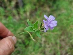 Ruellia cordata
