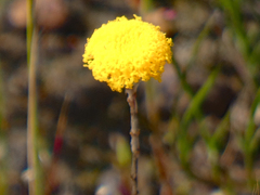 Leptorhynchos squamatus